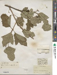 Viburnum sargentii image