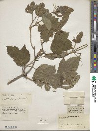 Viburnum sargentii image