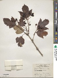 Viburnum sargentii image