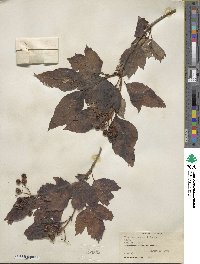 Viburnum sargentii image