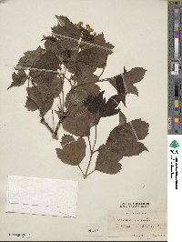 Viburnum sargentii image