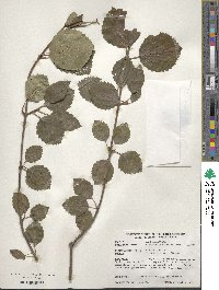 Viburnum dentatum image