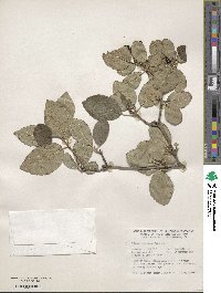 Viburnum schensianum image