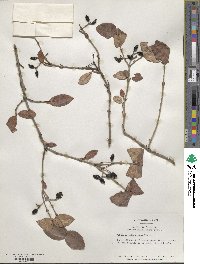 Viburnum schensianum image