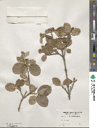 Viburnum schensianum image