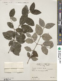 Viburnum schensianum image