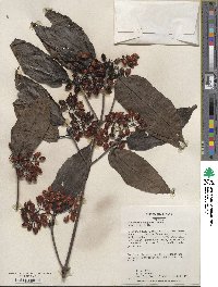 Viburnum setigerum image