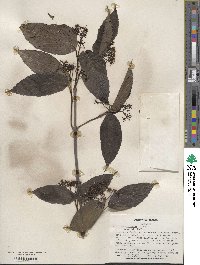 Viburnum setigerum image