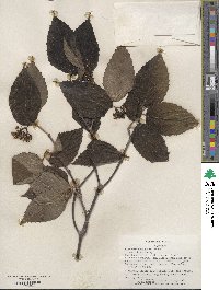 Viburnum setigerum image