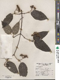 Viburnum setigerum image