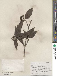 Viburnum setigerum image