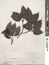 Viburnum setigerum image