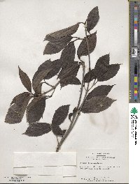 Viburnum setigerum image