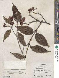 Viburnum setigerum image