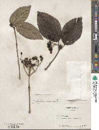 Viburnum setigerum image