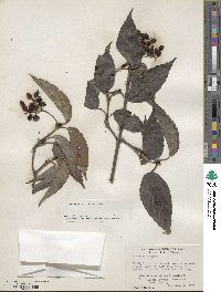 Viburnum setigerum image