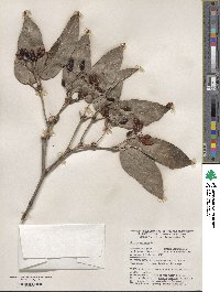 Viburnum setigerum image