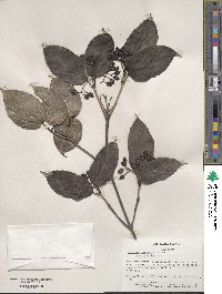 Viburnum setigerum image