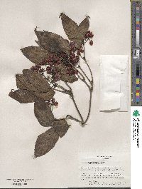 Viburnum setigerum image