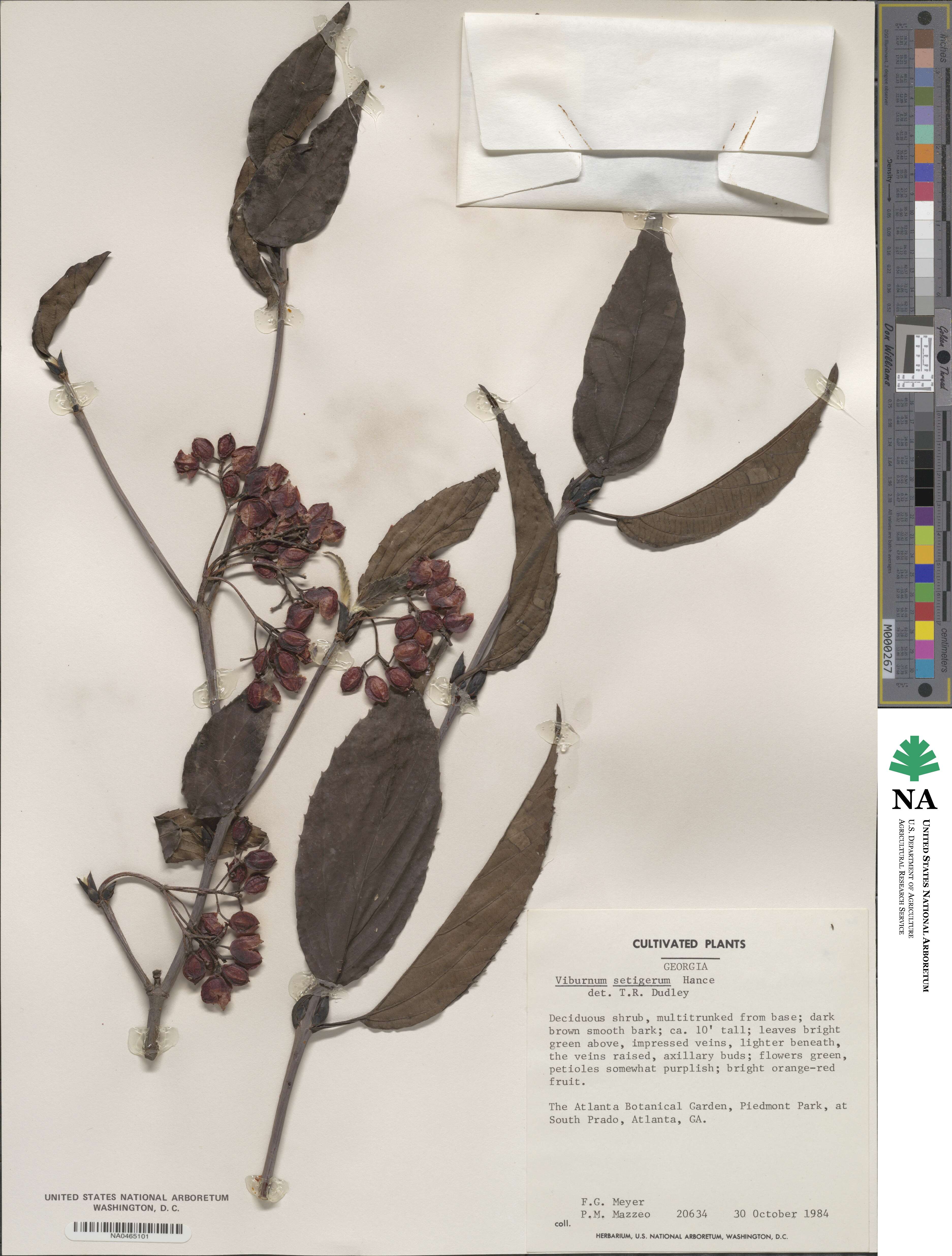 Viburnum image