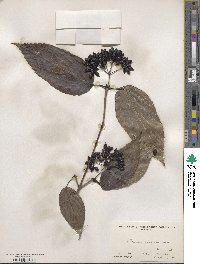 Viburnum setigerum image