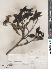 Viburnum setigerum image