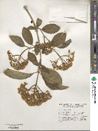 Viburnum sieboldii image