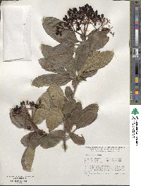 Viburnum sieboldii image