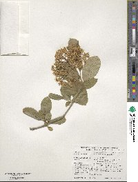 Viburnum sieboldii image