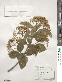 Viburnum sieboldii image