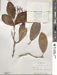 Viburnum sieboldii image