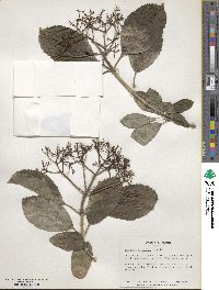 Viburnum sieboldii image