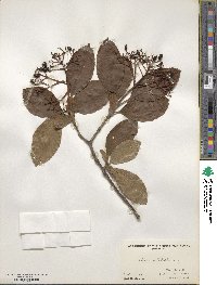 Viburnum sieboldii image