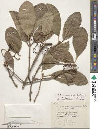 Viburnum sieboldii image