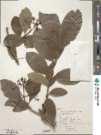 Viburnum sieboldii image