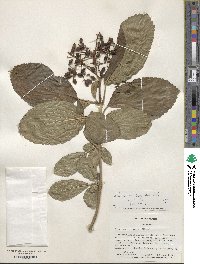 Viburnum sieboldii image