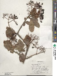 Viburnum sieboldii image