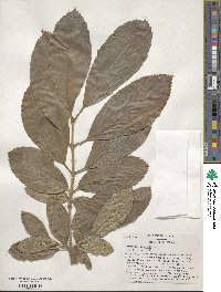 Viburnum sieboldii image