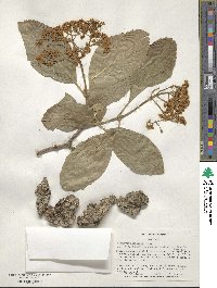 Viburnum sieboldii image