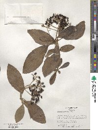 Viburnum sieboldii image