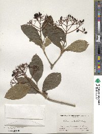 Viburnum sieboldii image