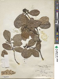 Viburnum suspensum image