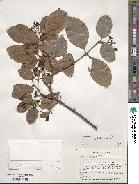 Viburnum suspensum image