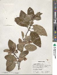 Viburnum suspensum image