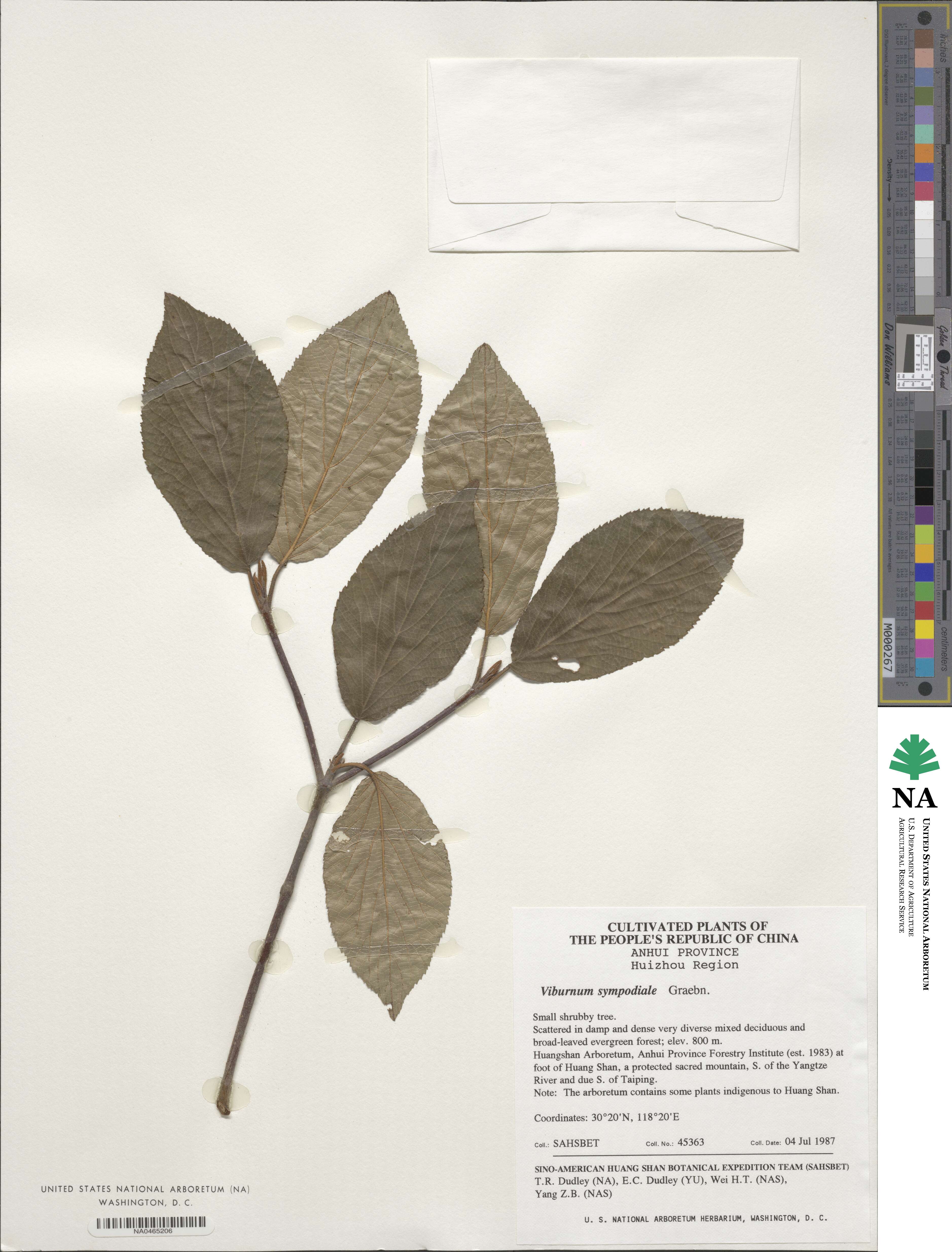 Viburnum sympodiale image