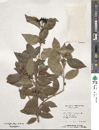 Viburnum tinus image