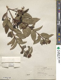 Viburnum tinus image