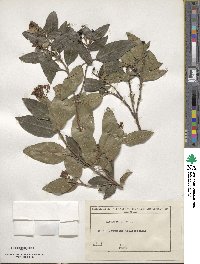 Viburnum tinus image