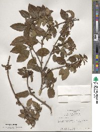 Viburnum tinus image