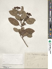 Viburnum tinus image